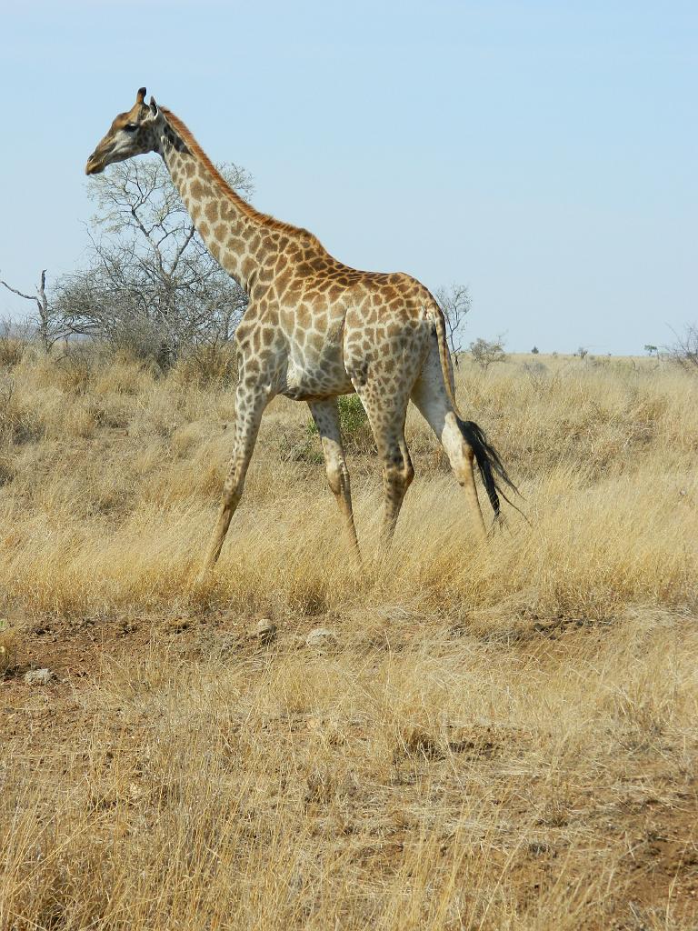 Suedafrika (207)